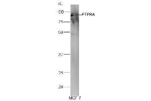 MCF-7 cell lysates probed with Anti-PTPRA Polyclonal Antibody, Unconjugated (ABIN754633) at 1:300 in 4˚C. (PTPRA 抗体  (AA 151-250))