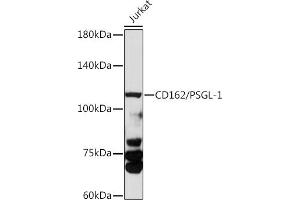 Western blot analysis of extracts of various cell lines, using CD162/PSGL-1 antibody (ABIN3022339, ABIN3022340, ABIN3022341 and ABIN6218751) at 1:1000 dilution. (SELPLG 抗体  (AA 40-280))