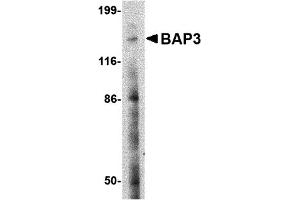 Western Blotting (WB) image for anti-BAI1-Associated Protein 3 (BAIAP3) (N-Term) antibody (ABIN1031260) (BAIAP3 抗体  (N-Term))