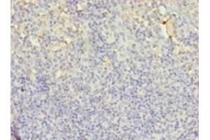 Immunohistochemistry of paraffin-embedded human tonsil tissue using ABIN7158812 at dilution of 1:100 (LYZ 抗体  (AA 19-148))