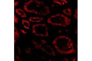 Immunofluorescence of Ski in human kidney tissue with this product at 20 μg/ml. (SKI 抗体  (N-Term))