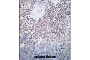 PATL2 Antibody immunohistochemistry analysis in formalin fixed and paraffin embedded human spleen tissue followed by peroxidase conjugation of the secondary antibody and DAB staining. (PATL2 抗体  (AA 168-196))