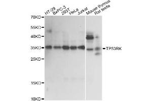 Western blot analysis of extracts of various cell lines, using TP53RK antibody. (TP53RK 抗体)