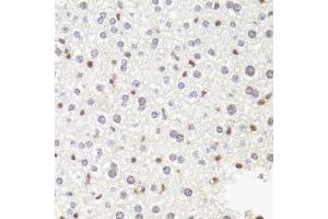 Immunohistochemistry of paraffin-embedded mouse liver using POLR2B antibody.