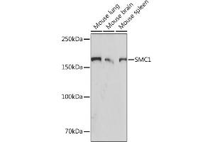 Western blot analysis of extracts of various cell lines, using SMC1 Rabbit mAb (ABIN7270614) at 1:1000 dilution. (SMC1A 抗体)