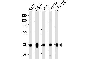 Western blot analysis of lysates from A431, A549, Hela, HepG2, U-87 MG cell line (from left to right), using MDH2 Antibody (C-term) (ABIN1537083 and ABIN2849638). (MDH2 抗体  (C-Term))