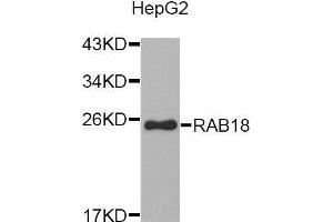 Western blot analysis of extracts of HepG2 cell line, using RAB18 antibody. (RAB18 抗体  (AA 1-206))