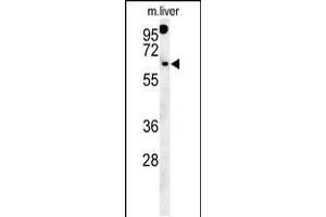 Western blot analysis in mouse liver tissue lysates (15ug/lane). (RTKN2 抗体  (N-Term))