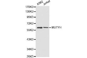 Western blot analysis of extracts of various cell lines, using MUTYH antibody. (MUTYH 抗体)