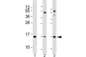 Western blot testing of 1) human A549 cell lysate, 2) mouse lung lysate and 3) mouse small intestine lysate with Phospholipase A2 antibody at 1:2000. (PLA2G1B 抗体  (AA 32-62))