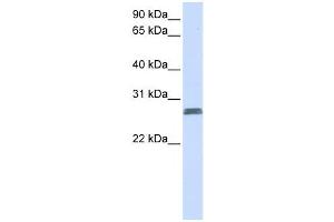Western Blotting (WB) image for anti-Transmembrane Protein 51 (TMEM51) antibody (ABIN2459103) (TMEM51 抗体)