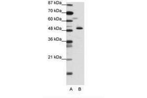 Image no. 1 for anti-Zinc Finger Protein 259 (znf259) (N-Term) antibody (ABIN6736136) (ZNF259 抗体  (N-Term))
