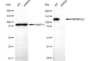 Western blotting analysis using HNRNPUL1 antibody (ABIN7798904).