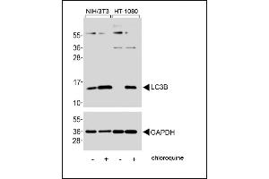 Western blot analysis of lysates from NIH/3T3, HT-1080 cell line, untreated or treated with chloroquine, 50μM, using LC3 Antibody (G8B) 1802a (upper) or GDH(lower). (MAP1LC3A 抗体  (N-Term))