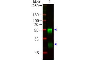 Image no. 1 for Goat anti-Rabbit IgG (Whole Molecule) antibody (ABIN300813) (山羊 anti-兔 IgG (Whole Molecule) Antibody)