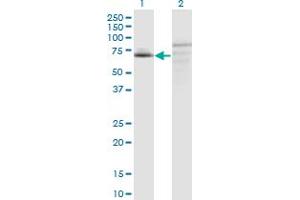 Western Blot analysis of C7orf38 expression in transfected 293T cell line by C7orf38 monoclonal antibody (M09), clone 4E4. (FAM200A 抗体  (AA 1-573))