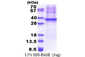 SDS-PAGE (SDS) image for 4-Nitrophenylphosphatase Domain and Non-Neuronal SNAP25-Like Protein Homolog 1 (NIPSNAP1) (AA 1-284) protein (His tag) (ABIN5778896)