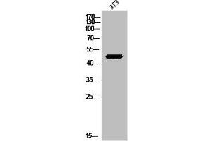 Western Blot analysis of 3T3 cells using GPR173 Polyclonal Antibody (GPR173 抗体  (Internal Region))