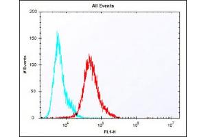 Overlay histogram showing A431 cells stained with (ABIN1881635 and ABIN2838408) (red line). (PBK 抗体  (N-Term))
