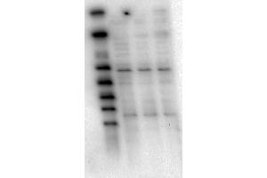 Western Blot of Mouse Anti-AKT1 antibody. (AKT1 抗体  (Internal Region))