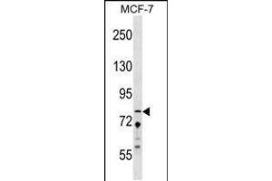 Western blot analysis in MCF-7 cell line lysates (35ug/lane). (ZNF828 抗体  (AA 203-229))