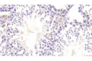Detection of BMP8B in Mouse Testis Tissue using Polyclonal Antibody to Bone Morphogenetic Protein 8B (BMP8B) (BMP8B 抗体  (AA 20-399))
