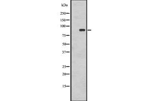 Western blot analysis of Phospho-RSK1 p90 (T359+S363) using COLO205 whole cell lysates