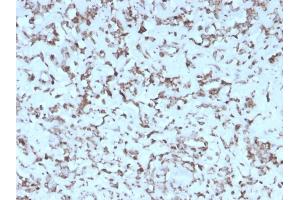 Formalin-fixed, paraffin-embedded human Liver stained with Cytochrome C Mouse Monoclonal Antibody (rCYCS/1010). (Recombinant Cytochrome C 抗体  (AA 1-80))