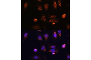 Immunofluorescence analysis of U-2 OS cells using RPL34 antibody (ABIN7270003) at dilution of 1:100. (RPL34 抗体  (AA 1-117))