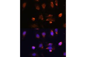 Immunofluorescence analysis of U-2 OS cells using RPL34 antibody (ABIN7270003) at dilution of 1:100. (RPL34 抗体  (AA 1-117))