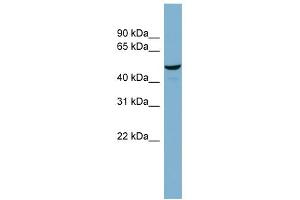 WB Suggested Anti-C22orf28 Antibody Titration: 0. (C22orf28 抗体  (Middle Region))