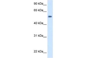 Western Blotting (WB) image for anti-EXD antibody (ABIN2463110) (EXD 抗体)