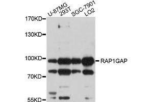 Western blot analysis of extracts of various cell lines, using RAP1GAP antibody (ABIN5998664) at 1/1000 dilution. (RAP1GAP 抗体)