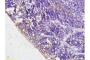 Formalin-fixed and paraffin embedded rat spleen tissue labeled with Anti-Phospho-NR1D1(Ser55/59) Polyclonal Antibody, Unconjugated (ABIN745553) at 1:200 followed by conjugation to the secondary antibody and DAB staining