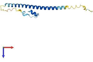 AlphaFold protein structure predicition of Human Recombinant ERICH4 Protein, UniprotID A6NGS2