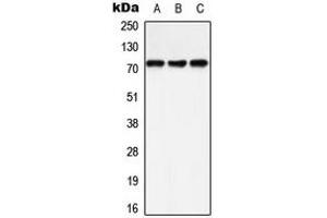 Western blot analysis of SHPTP2 (pY542) expression in A549 (A), HeLa (B), Raw264. (SHPTP2 (C-Term), (pTyr542) 抗体)