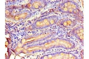 Immunohistochemistry of paraffin-embedded human small intestine tissue using ABIN7159734 at dilution of 1:100 (MTTP 抗体  (AA 19-151))
