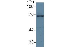 Western Blot; Sample: Human A431 cell lysate; Primary Ab: 1µg/ml Rabbit Anti-Human GRN Antibody Second Ab: 0. (Granulin 抗体  (AA 361-585))
