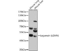 Western blot analysis of extracts of various cell lines, using Legumain (Legumain (LGMN)) antibody (ABIN6128201, ABIN6143172, ABIN6143173 and ABIN6214867) at 1:1000 dilution.