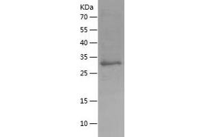 Western Blotting (WB) image for Hepcidin Antimicrobial Peptide (HAMP) (AA 23-83) protein (His-IF2DI Tag) (ABIN7123313) (Hepcidin Protein (AA 23-83) (His-IF2DI Tag))