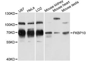 Western blot analysis of extracts of various cell lines, using FKBP10 antibody (ABIN6290381) at 1:3000 dilution. (FKBP10 抗体)