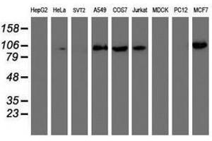 Image no. 1 for anti-phosphofructokinase, Platelet (PFKP) antibody (ABIN1500165) (PFKP 抗体)