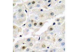 Immunohistochemical analysis of p54nrb staining in rat liver  formalin fixed paraffin embedded tissue section. (NONO 抗体)