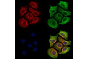 ABIN7094810 and ABIN7098861 staining Hela cells by IF/ICC.