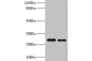 Western blot All lanes: PSME1 antibody at 0. (PSME1 抗体  (AA 1-249))
