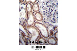 SLIT1 Antibody immunohistochemistry analysis in formalin fixed and paraffin embedded human kidney tissue followed by peroxidase conjugation of the secondary antibody and DAB staining. (SLIT1 抗体  (N-Term))