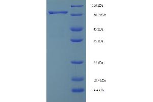 SDS-PAGE (SDS) image for Spermine Oxidase (SMOX) (AA 1-555), (full length) protein (His-SUMO Tag) (ABIN5710382)