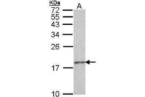 WB Image Sample (30 ug of whole cell lysate) A: IMR32 15% SDS PAGE antibody diluted at 1:1000 (Histone H3.3 抗体)