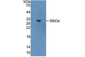 Western blot analysis of recombinant Mouse MAP1A. (MAP1A 抗体  (AA 2552-2759))