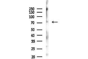 anti-POU Class 6 Homeobox 2 (POU6F2) antibody
